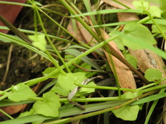Lobelia quadrangularis