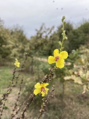 Anchusa