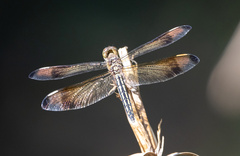 Neurothemis manadensis