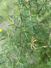 Grevillea juniperina