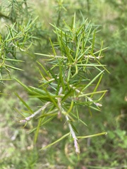 Grevillea juniperina