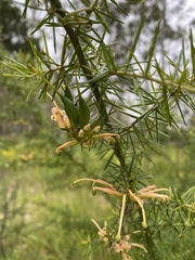 Grevillea juniperina