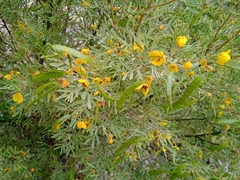 Senna artemisioides
