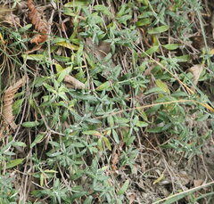 Teucrium