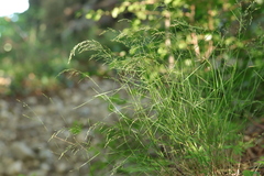 Poa nemoralis