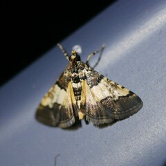 Nacoleia mesochlora