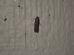 Euzophera semifuneralis