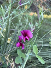 Lathyrus tingitanus