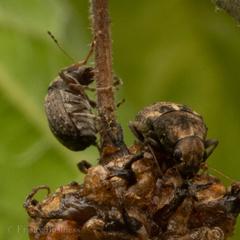 Araecerus