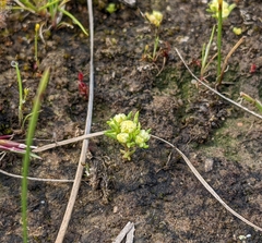 Siloxerus multiflorus