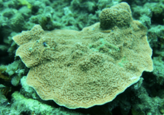 Montipora