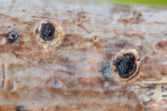 Biscogniauxia marginata