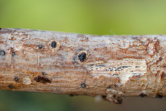 Biscogniauxia marginata