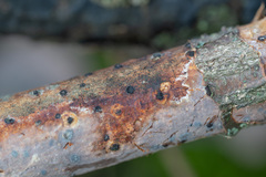 Biscogniauxia marginata