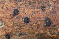 Biscogniauxia marginata