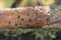 Biscogniauxia marginata