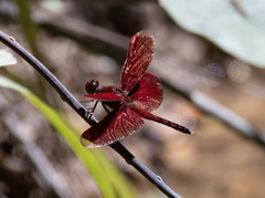 Neurothemis manadensis