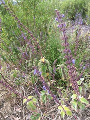 Coleus