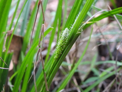 Carex maculata