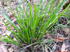 Carex maculata