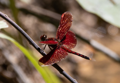 Neurothemis manadensis