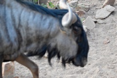 Connochaetes taurinus taurinus