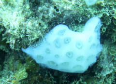 Eudistoma