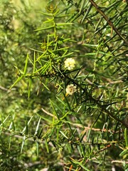 Acacia rupicola