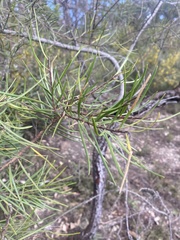 Persoonia linearis