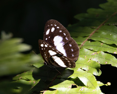 Neptini