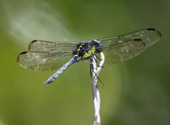 Agrionoptera longitudinalis