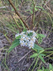 Olearia lirata