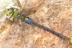 Anax guttatus