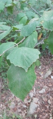 Corylus avellana