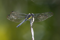 Agrionoptera longitudinalis