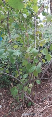 Corylus avellana