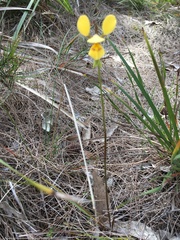 Diuris aurea