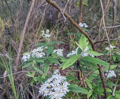 Olearia lirata