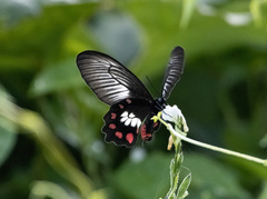 Pachliopta polydorus