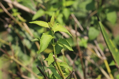 Chromolaena odorata