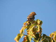 Haemorhous mexicanus
