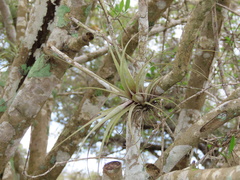 Tillandsia