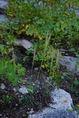 Boechera