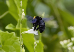 Xylocopa coronata