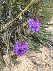 Calytrix leschenaultii