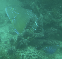 Choerodon schoenleinii