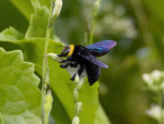 Xylocopa coronata