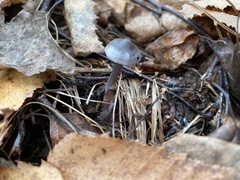 Tephrocybe rancida