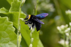 Xylocopa coronata