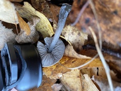 Tephrocybe rancida